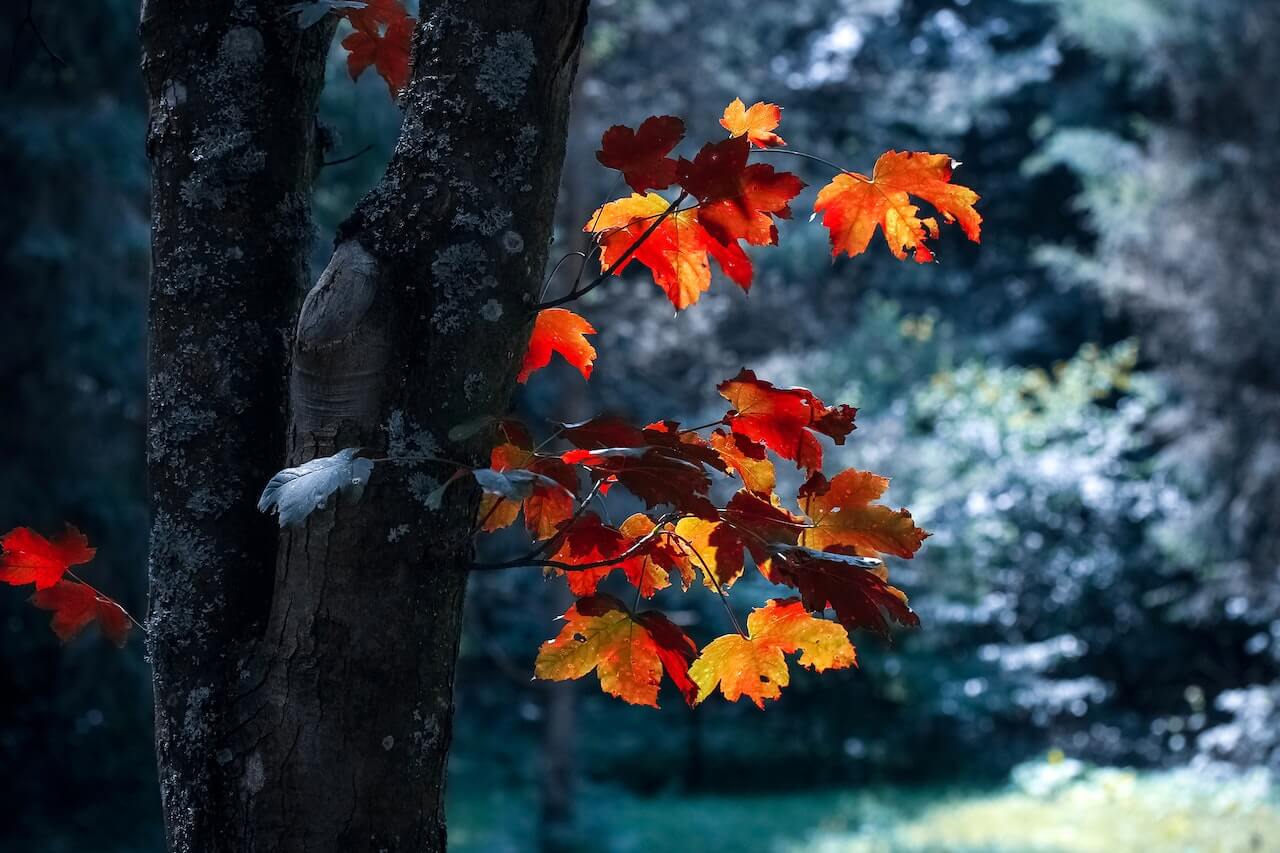 Tree With Maple Leaves reflecting changing seasons