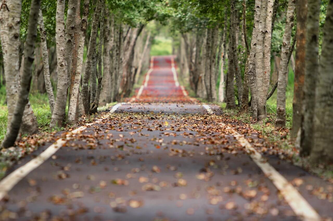 Road-between-trees