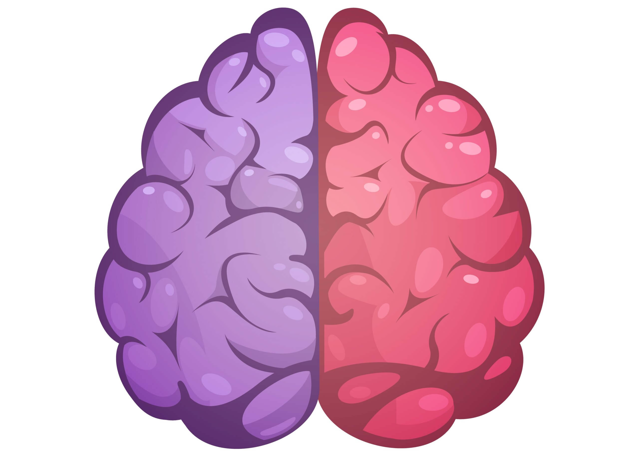 Human brain showing both the right and left side of the brain