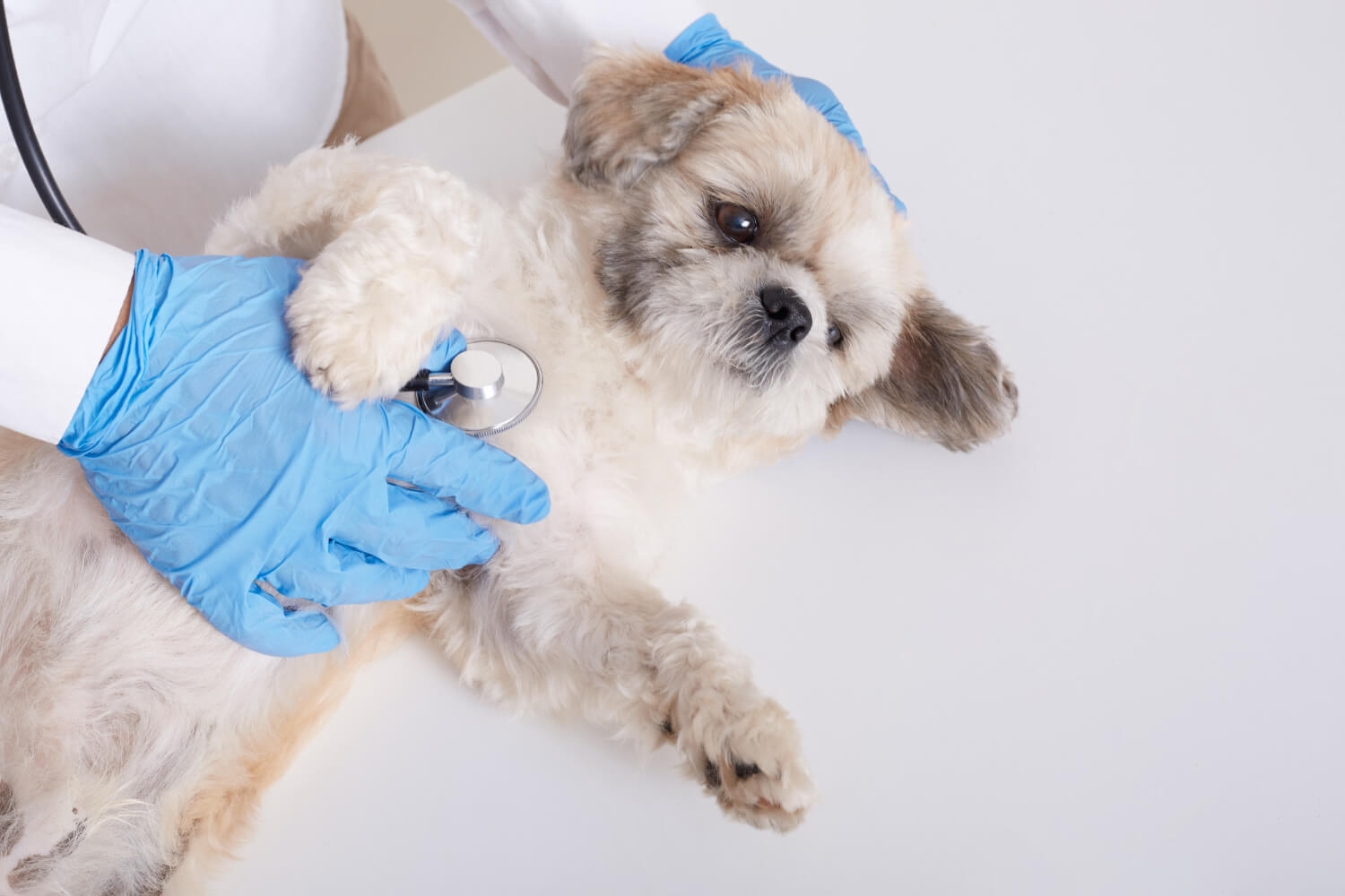 faceless-veterinarian-examining-pekinese-dog-with-stethoscope