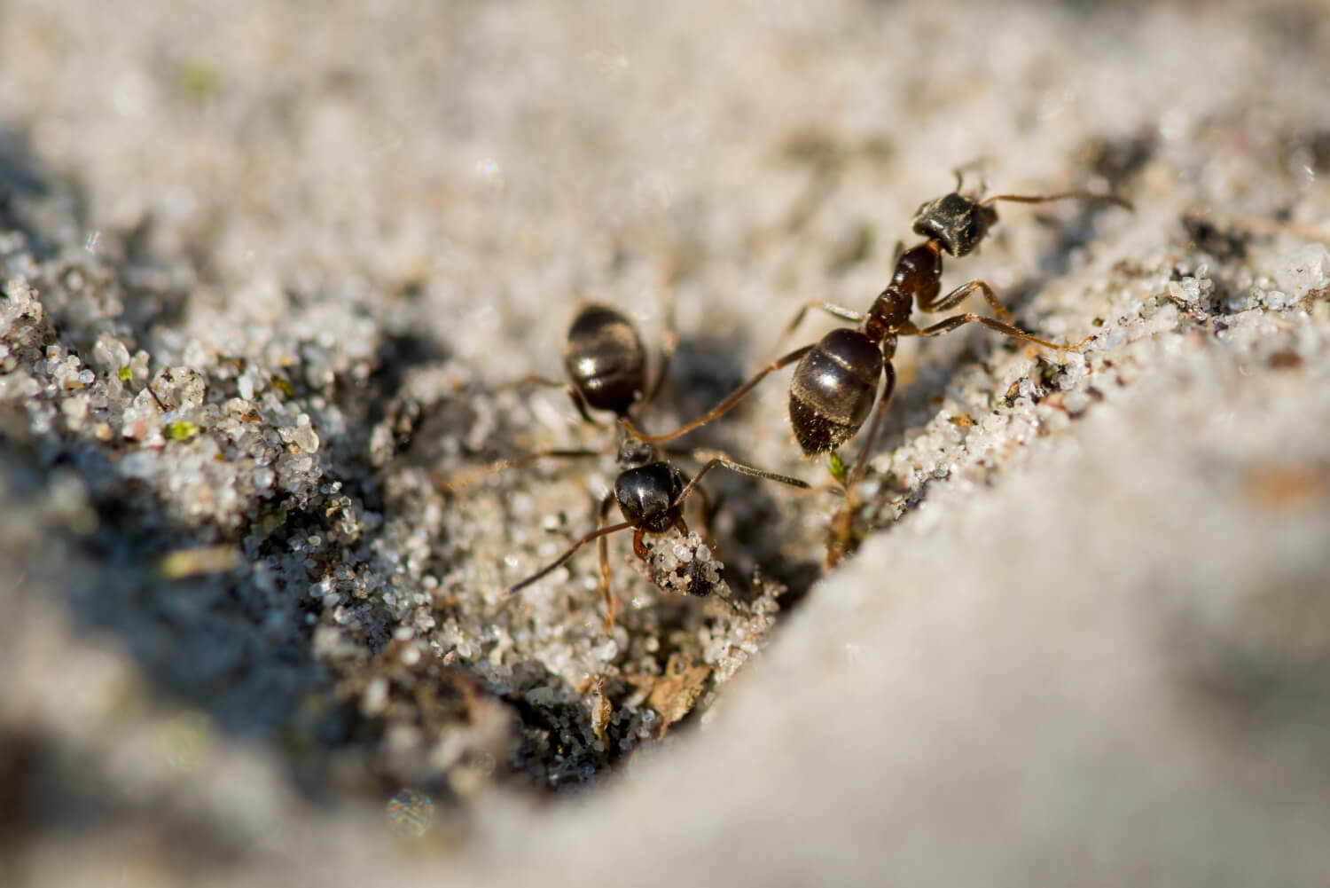 The Ants Go Marching One by One