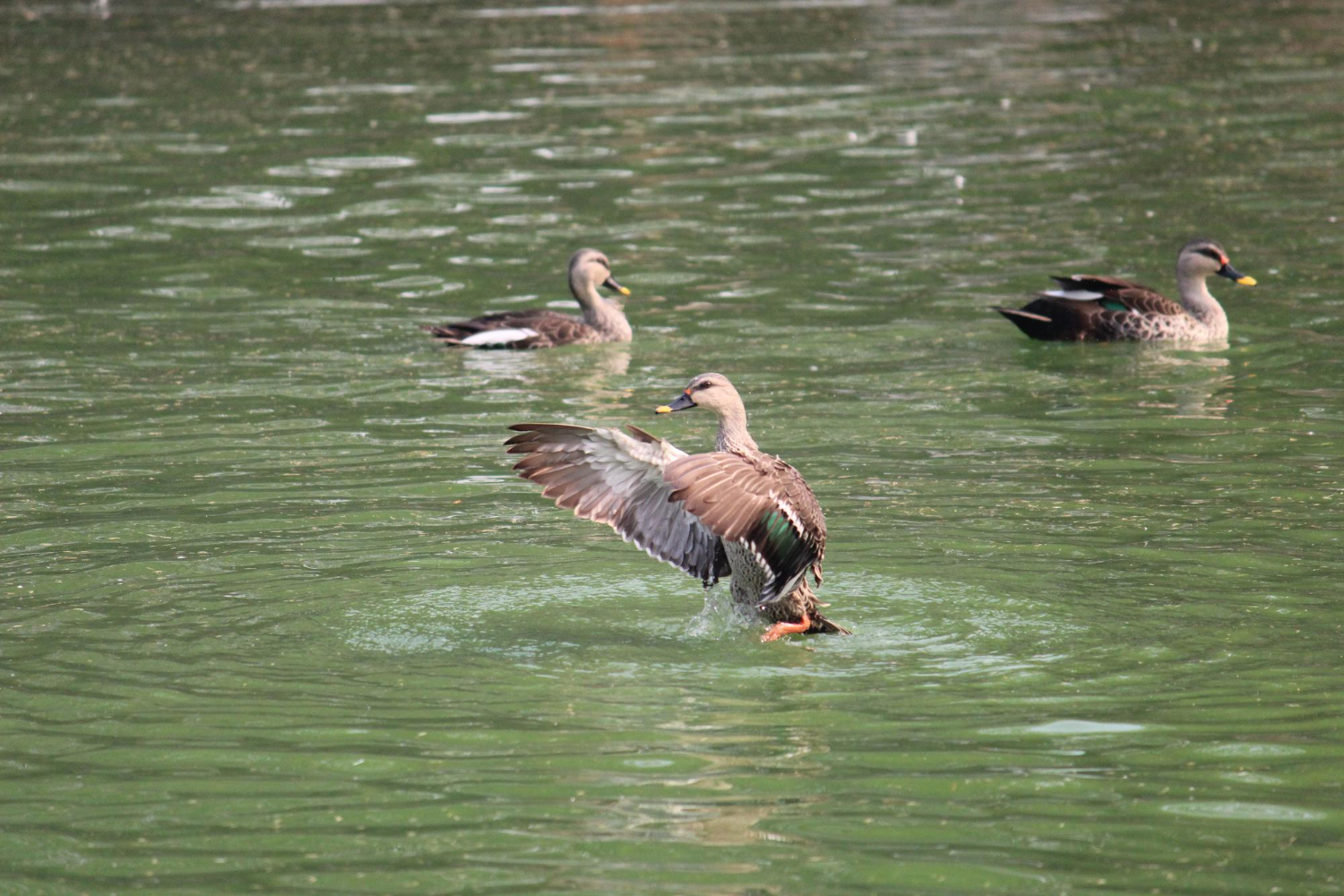 Flapping of the Wings